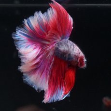 画像3: HM　ファンシーローズテール (3)