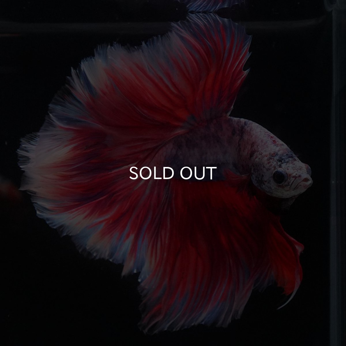 画像2: HM　ファンシーローズテール (2)