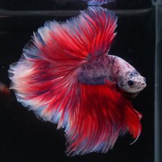 画像2: HM　ファンシーローズテール (2)