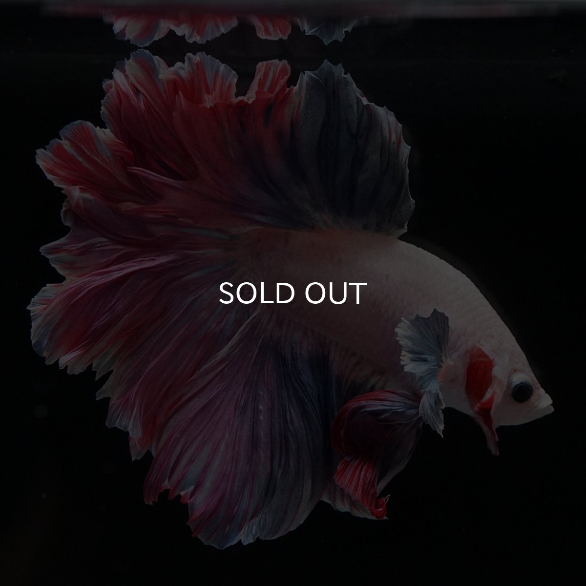 画像5: HM　ファンシーローズテール (5)