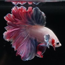 画像5: HM　ファンシーローズテール (5)