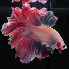 画像7: HM　ファンシーローズテール (7)