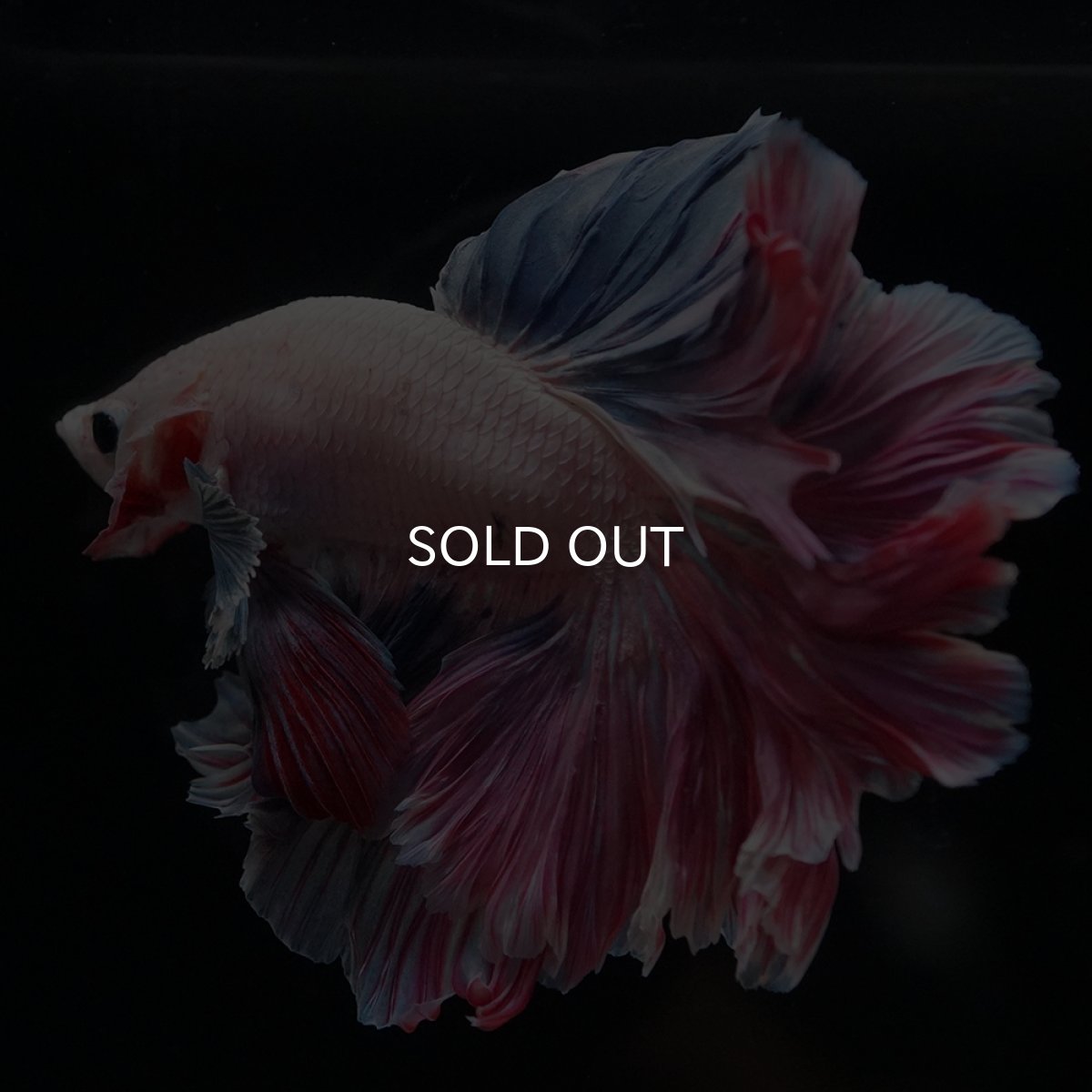 画像6: HM　ファンシーローズテール (6)