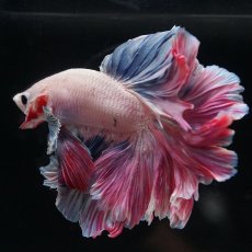 画像6: HM　ファンシーローズテール (6)