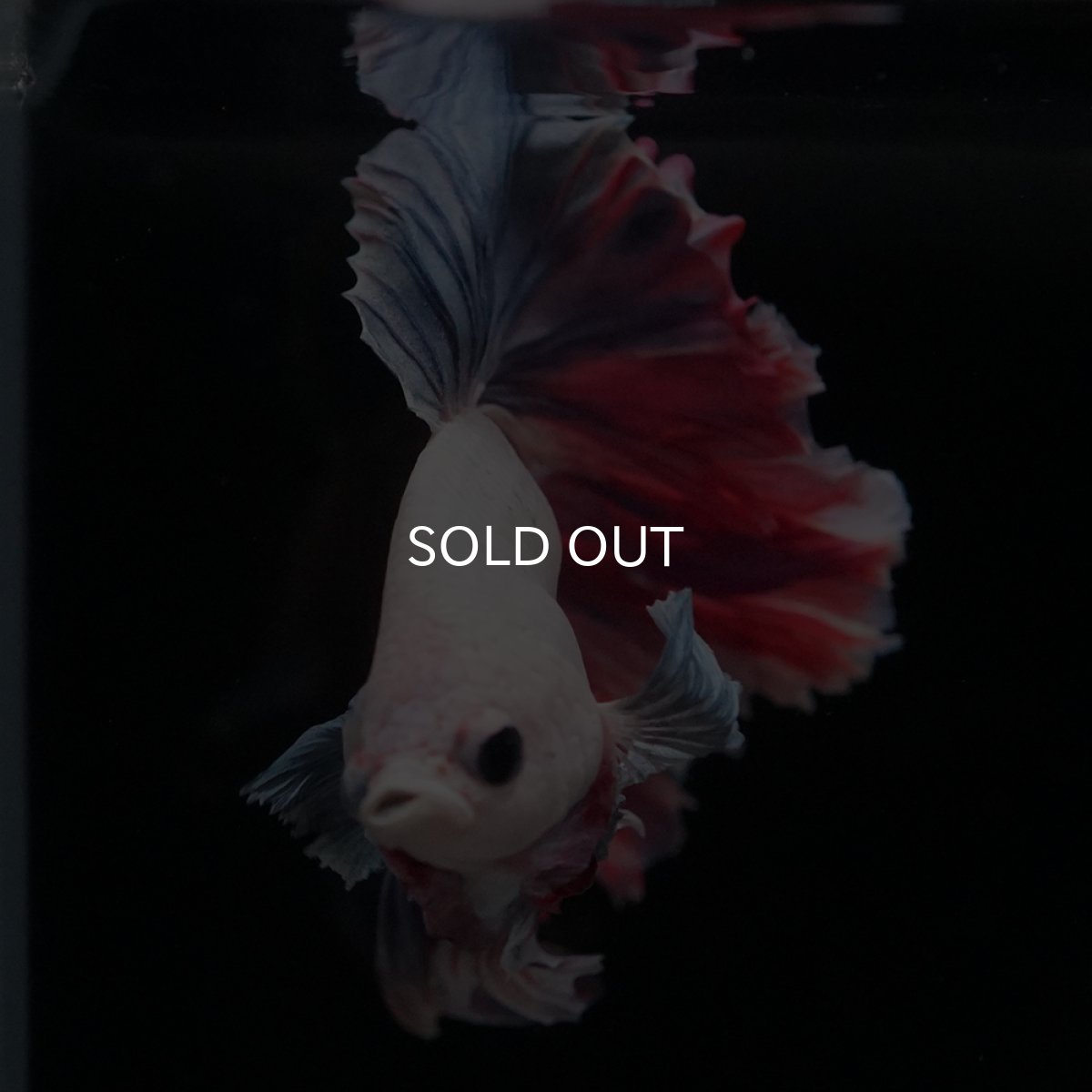 画像8: HM　ファンシーローズテール (8)