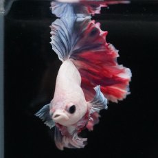 画像8: HM　ファンシーローズテール (8)