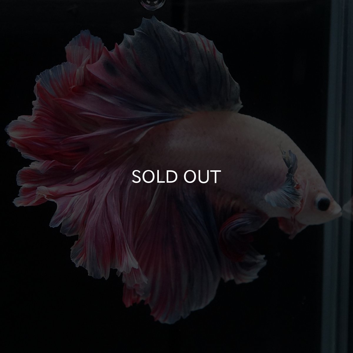 画像10: HM　ファンシーローズテール (10)