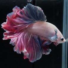 画像10: HM　ファンシーローズテール (10)