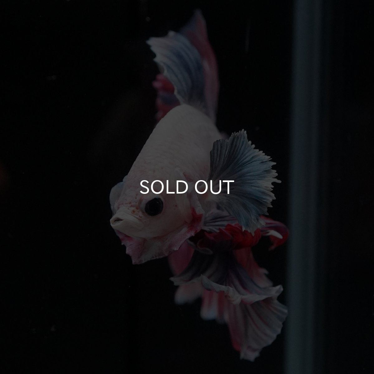 画像4: HM　ファンシーローズテール (4)