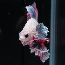 画像4: HM　ファンシーローズテール (4)