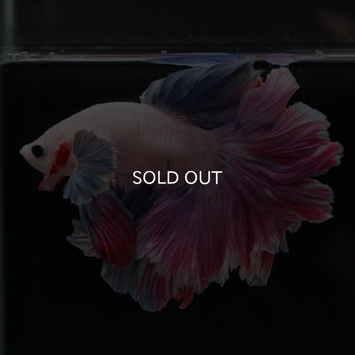 画像2: HM　ファンシーローズテール (2)