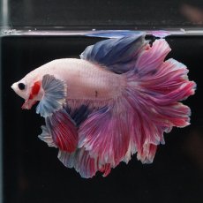 画像2: HM　ファンシーローズテール (2)