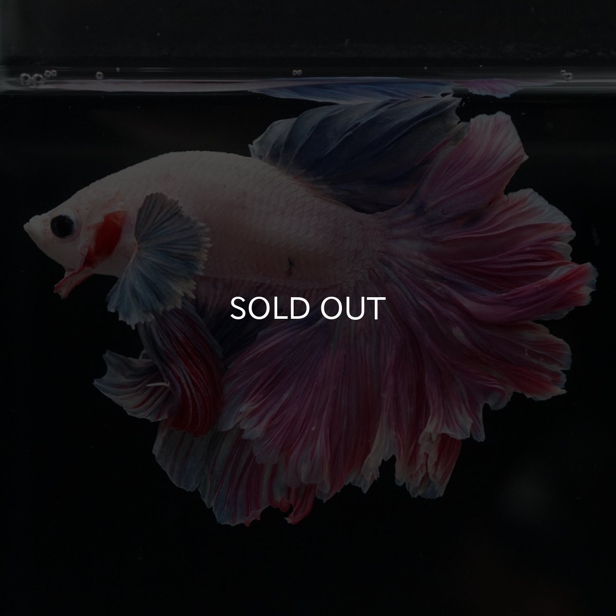 画像9: HM　ファンシーローズテール (9)