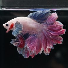 画像9: HM　ファンシーローズテール (9)