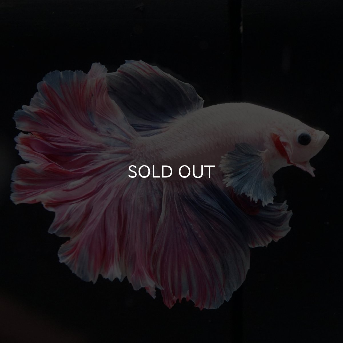 画像3: HM　ファンシーローズテール (3)