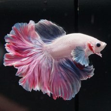 画像3: HM　ファンシーローズテール (3)