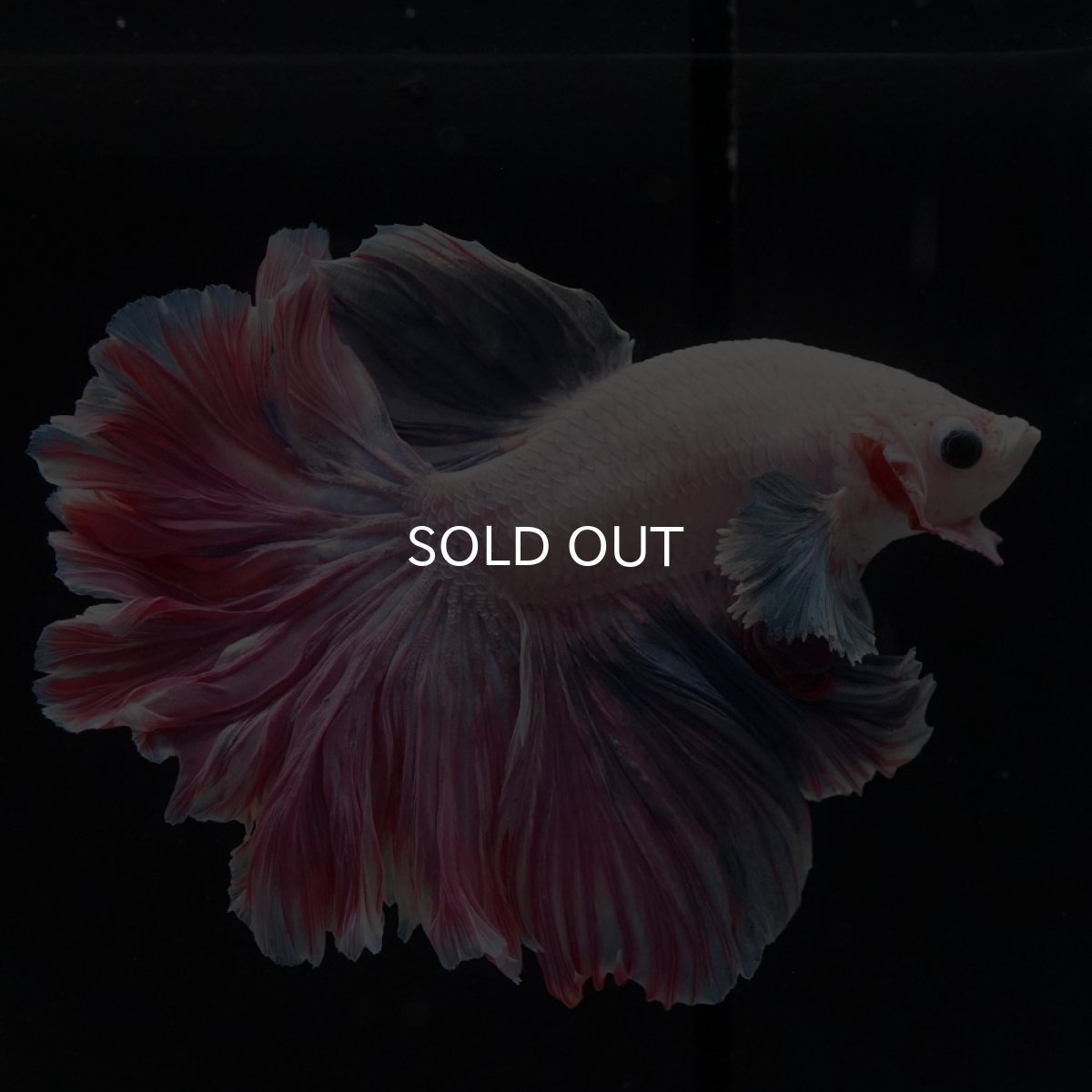 画像1: HM　ファンシーローズテール (1)