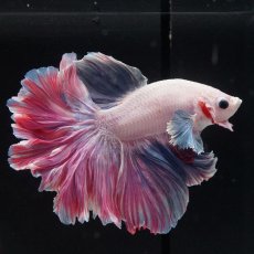 画像1: HM　ファンシーローズテール (1)