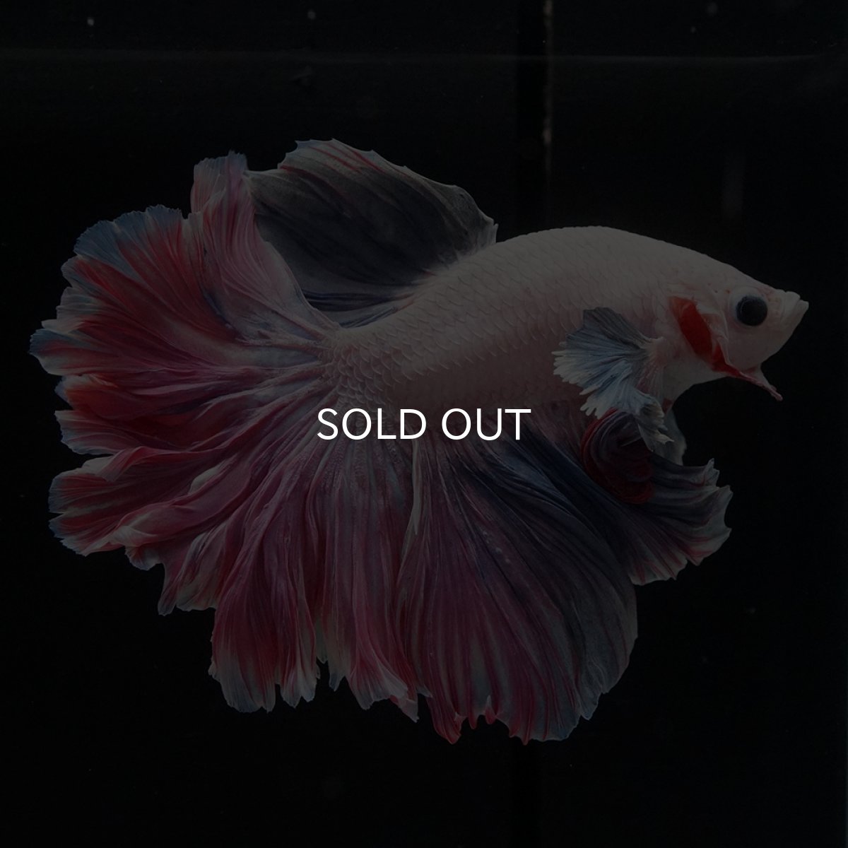 画像11: HM　ファンシーローズテール (11)