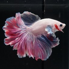 画像11: HM　ファンシーローズテール (11)