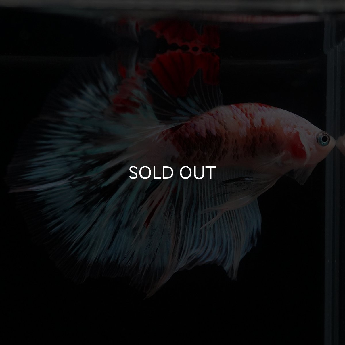 画像18: HM　ファンシー クリア (18)