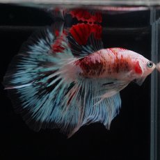 画像18: HM　ファンシー クリア (18)