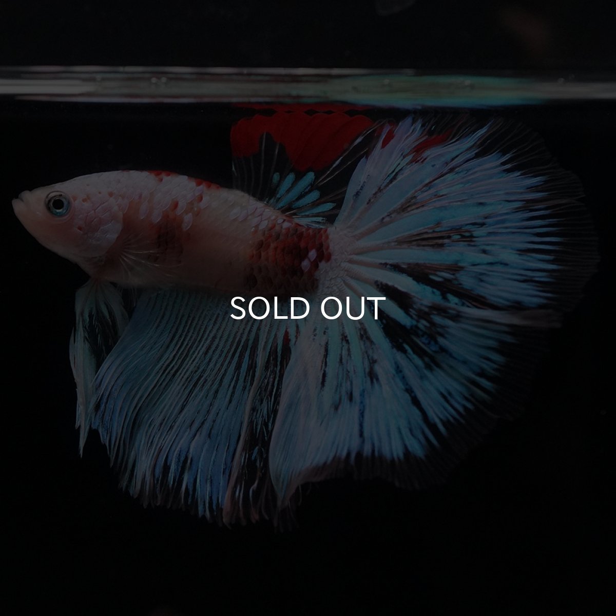 画像17: HM　ファンシー クリア (17)