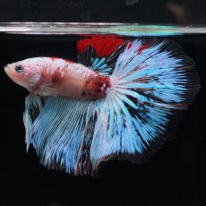 画像17: HM　ファンシー クリア (17)