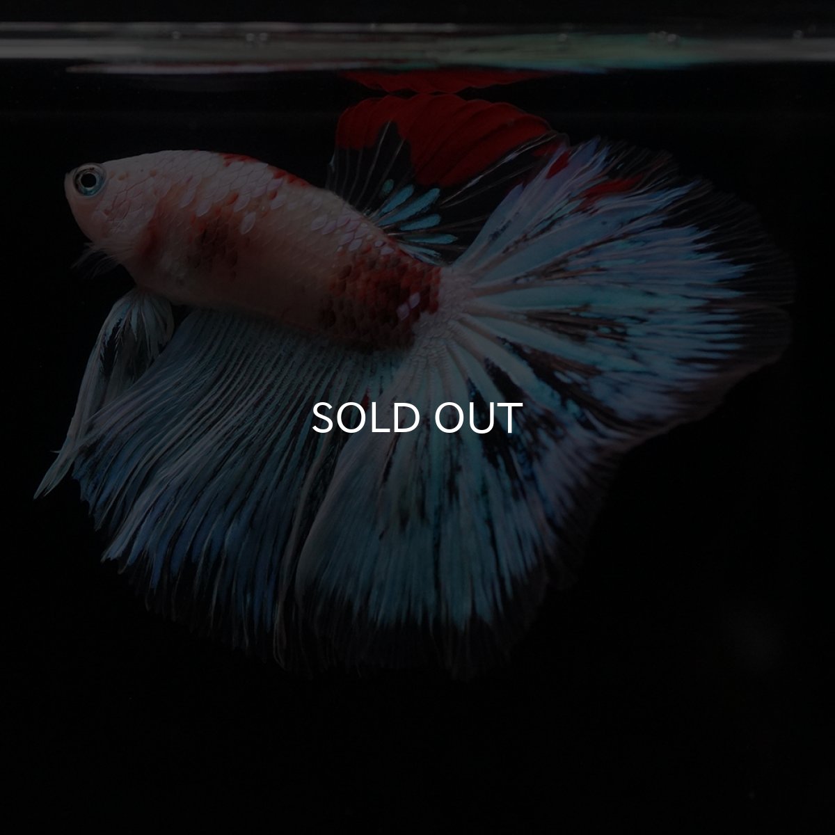 画像16: HM　ファンシー クリア (16)