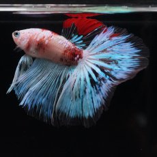 画像16: HM　ファンシー クリア (16)