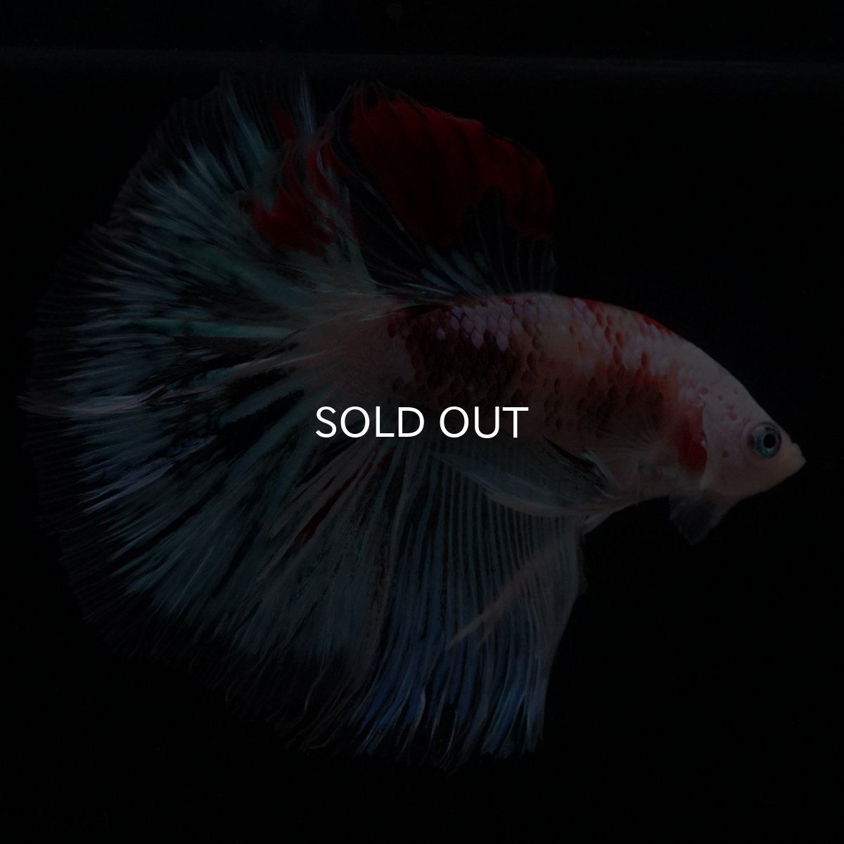 画像15: HM　ファンシー クリア (15)