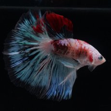 画像15: HM　ファンシー クリア (15)