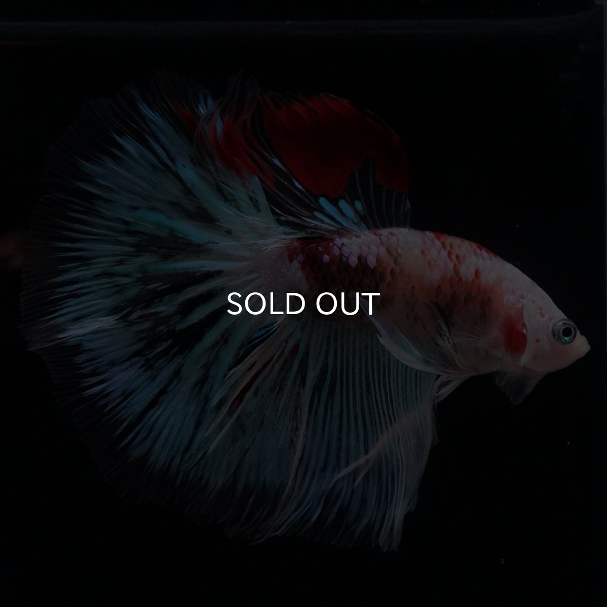 画像14: HM　ファンシー クリア (14)