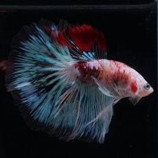 画像14: HM　ファンシー クリア (14)