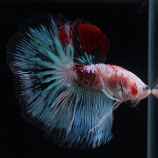 画像13: HM　ファンシー クリア (13)