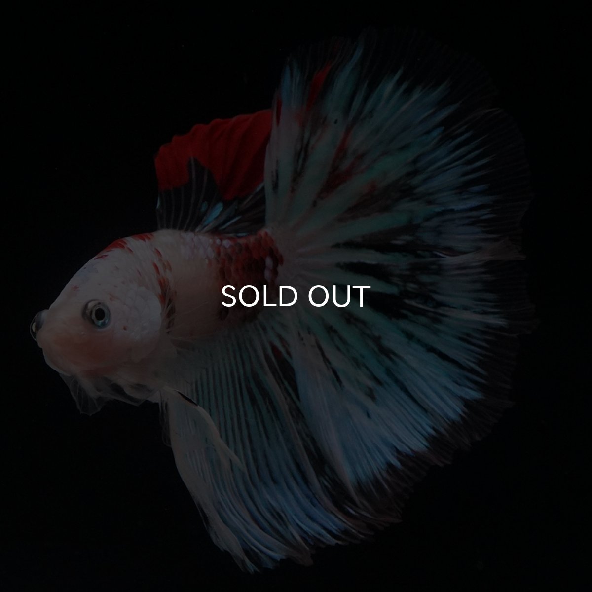 画像4: HM　ファンシー クリア (4)