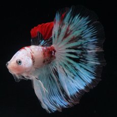 画像4: HM　ファンシー クリア (4)