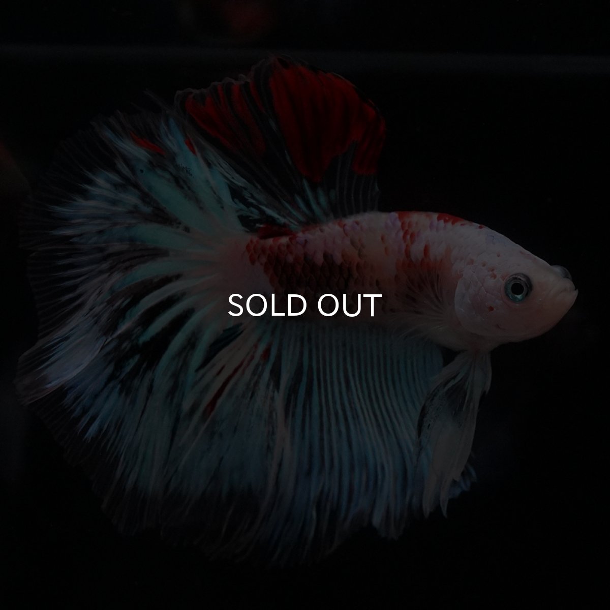 画像12: HM　ファンシー クリア (12)