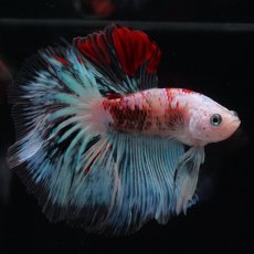 画像12: HM　ファンシー クリア (12)