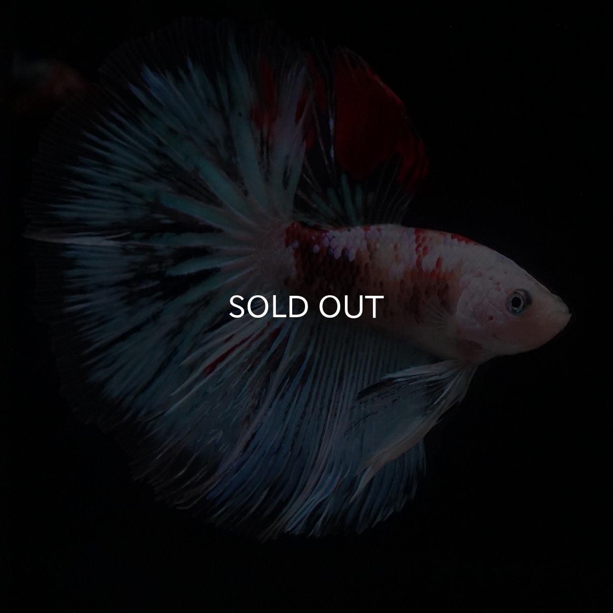 画像11: HM　ファンシー クリア (11)