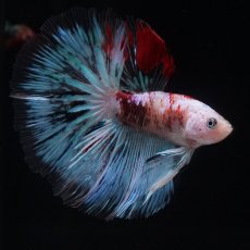 画像11: HM　ファンシー クリア (11)