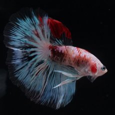 画像10: HM　ファンシー クリア (10)