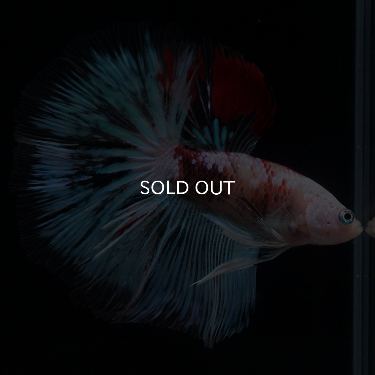 画像9: HM　ファンシー クリア (9)