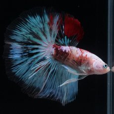 画像9: HM　ファンシー クリア (9)