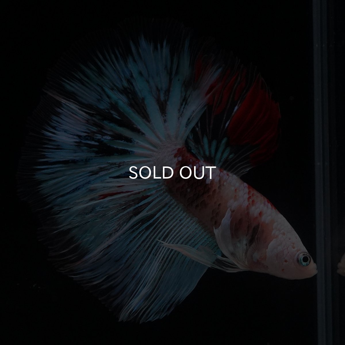 画像2: HM　ファンシー クリア (2)