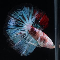 画像2: HM　ファンシー クリア (2)