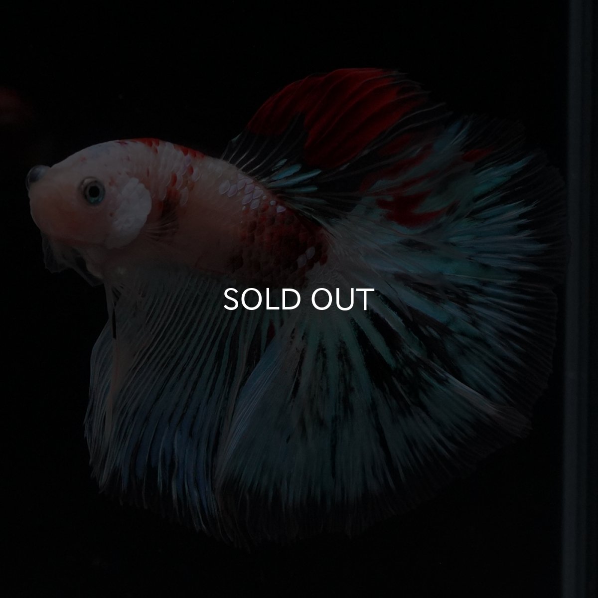 画像8: HM　ファンシー クリア (8)