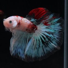 画像8: HM　ファンシー クリア (8)