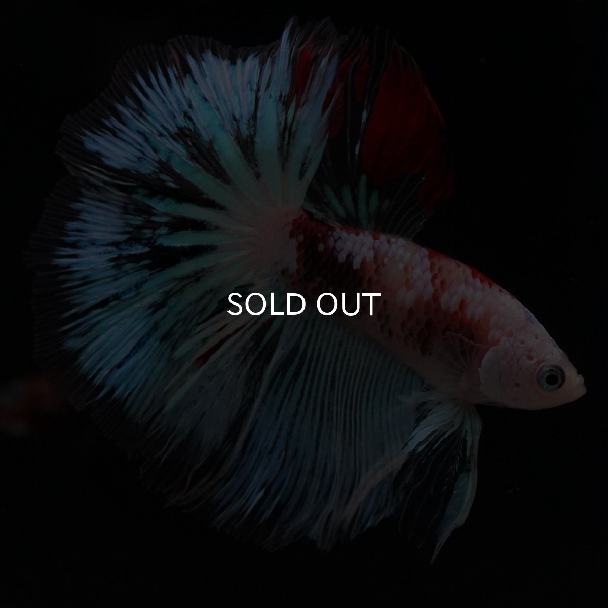 画像7: HM　ファンシー クリア (7)