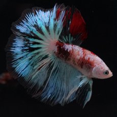 画像7: HM　ファンシー クリア (7)